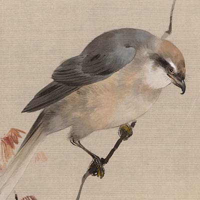 渡辺省亭《百舌鳥に蜘蛛図（花鳥魚鰕画冊）》 の一部