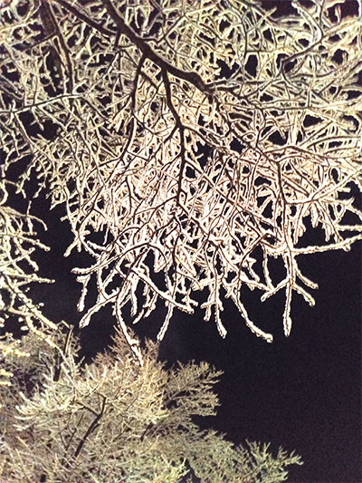 幻想的な夜の樹氷の写真