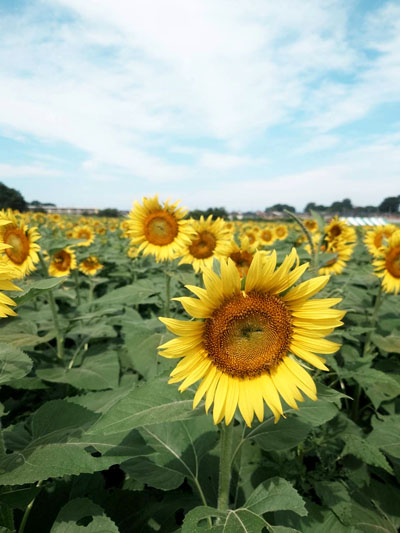 ひまわり畑の画像